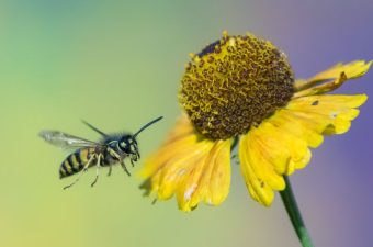 allergietest insecten met een betrouwbare vingerprik | PostYourLab