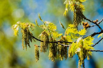 Inhalatie allergenen test - PostYourLab